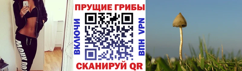 купить закладку  Тверь  Псилоцибиновые грибы Psilocybine cubensis 